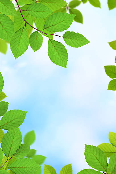 istock Summer Leaves XXXL 124552467