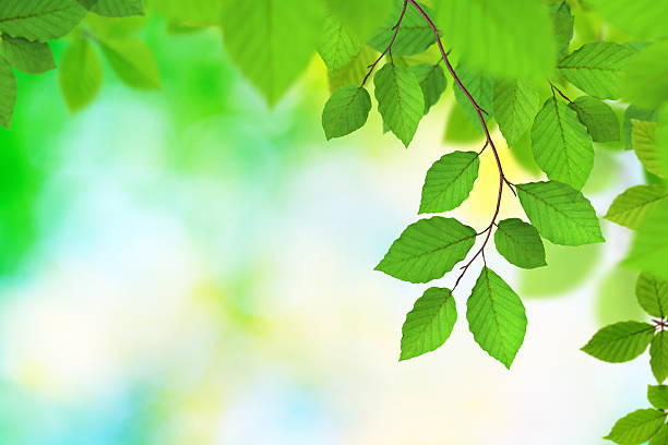 istock Spring Leaves XXXL 124552812