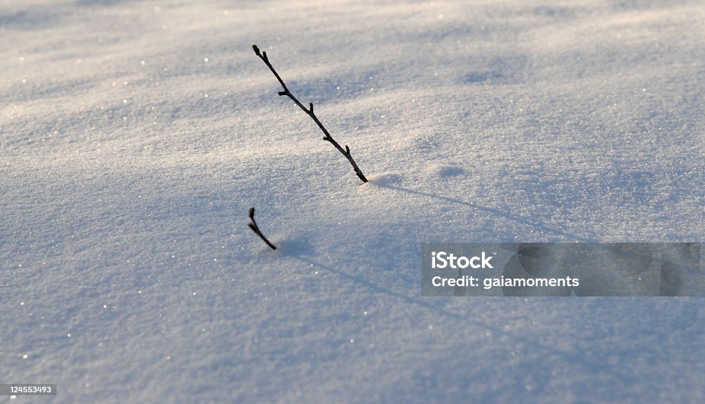 Gałęzi w śniegu - Zbiór zdjęć royalty-free (Bez ludzi)