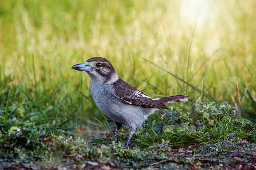 Juvenile Grey butcher bird foraging on the grass