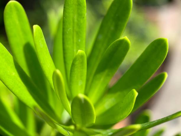istock Plant Zoomed In By Iphone XS 1245537109