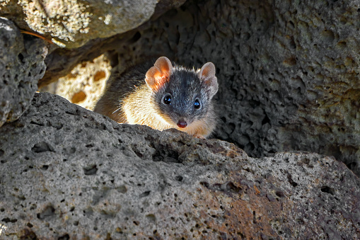 Yellow-footed antechinus (Antechinus flavipes) hiding in the rocks