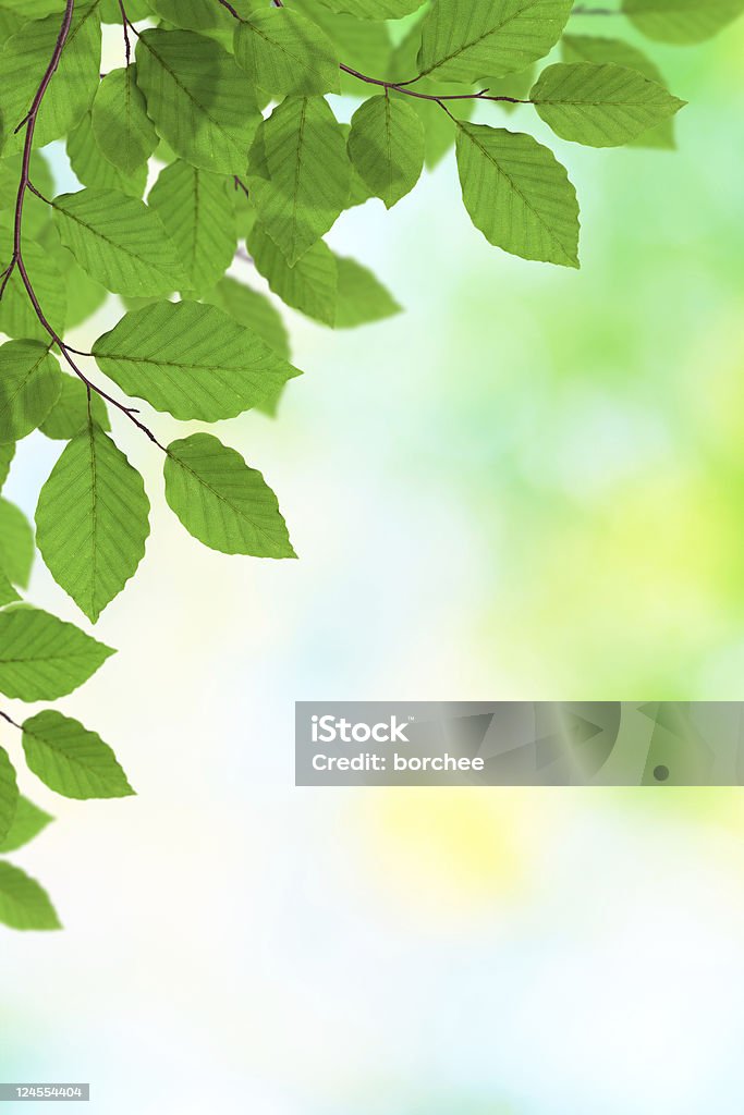 Green Foliage Fresh leaves in the forest. Green Color Stock Photo