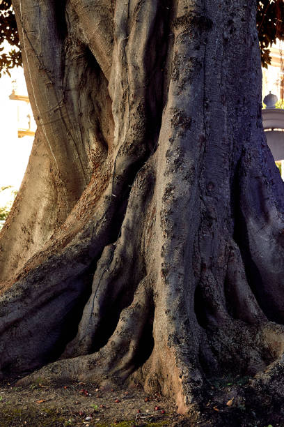 istock Huge trunk of an old tree. A big old tree root. 1245544439