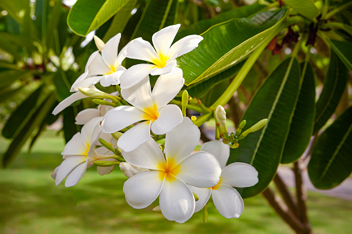 Dubai, United Arab Emirates - Plumeria or commonly called Frangipani and also Melia in Hawaii growing in a roadside landscaped environment. The plant grows well in the UAE and flowers even during the hot Arabian summers. The petals of the flowers are rather thick and leathery. In some cultures the flowers are used in temples and related ceremonies both in Buddhism and Hinduism. In South East Asia, the tree and flowers are considered sacred.