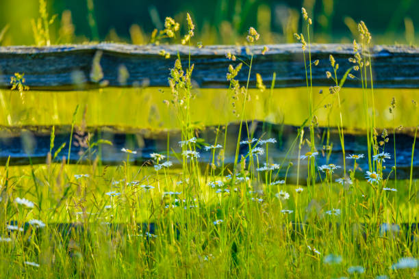 Agricultural field on Vancouver Island, British Columbia