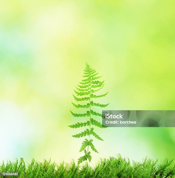 Foto de Samambaia e mais fotos de stock de Botânica - Assunto - Botânica - Assunto, Crescimento, Desfocado - Foco