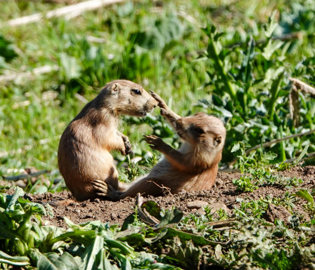 istock Young prairie dogs wrestling 1245575876