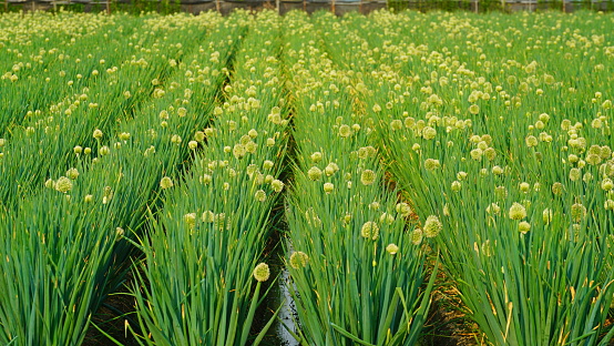 Onions in a field with white flowers