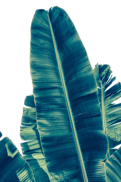 istock banana leaves isolated on white background 1245593642