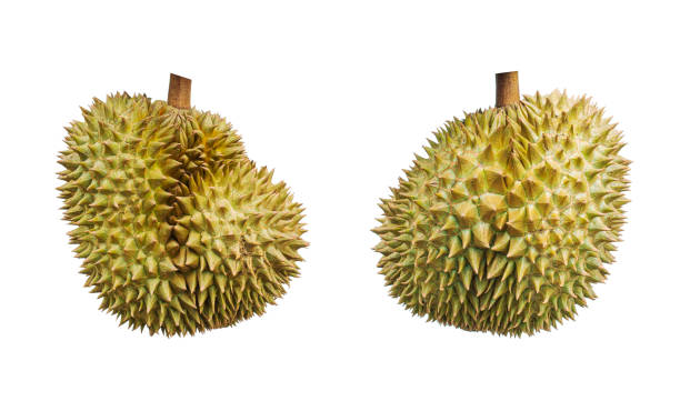 istock tropical fruit, durian isolated on white background 1245594150