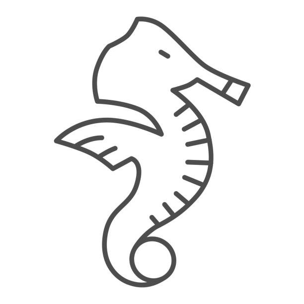Seahorse Thin Line Icon Ocean Life Concept Sea Horse Sign On White  Background Underwater Aquatic Animal Symbol In Outline Style For Mobile  Concept And Web Design Vector Graphics Stock Illustration - Download