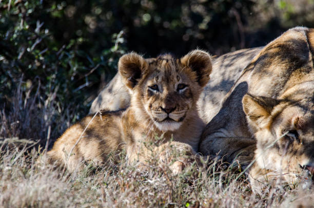 cucciolo di leone oltre a sua madre - addo elephant national park foto e immagini stock