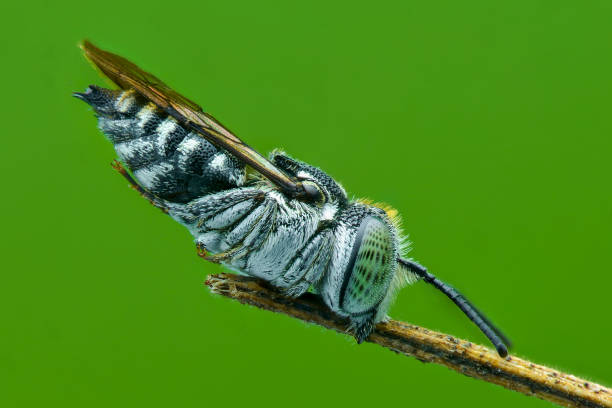istock bee sleeping  a twig on green background, Macro photography 1245615312