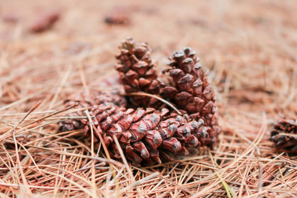 cône de pin brun ou fruit de pin sur le sol avec la feuille sèche de pin d’automne à l’arrière-plan - pine nut tree pine tree pine cone photos et images de collection