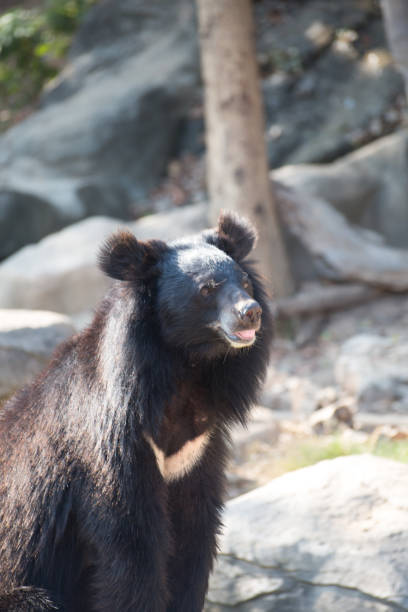 istock Bears in the zoo In the midst 1245624180