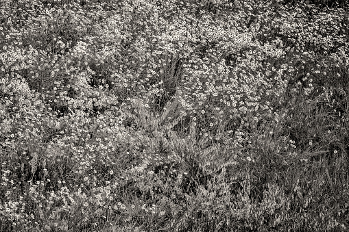 Wildflower daisies on Vancouver Island, British Columbia