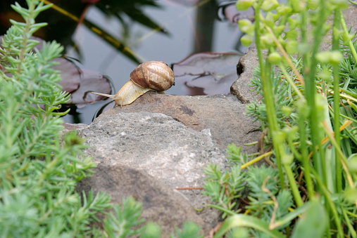 A burgundy snail creeps on a stone on the shore of a pond against a background of green grass. Close-up.