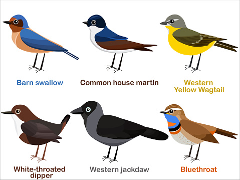 Vector illustration set of cute European bird cartoons - Barn swallow, House martin, Yellow Wagtail, White throated dipper, Western Jackdaw, Bluethroat