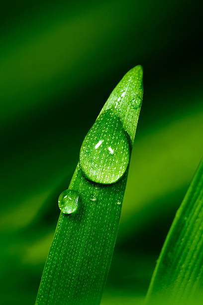 물 방울 on 풀잎 - raindrop leaf drop water 뉴스 사진 이미지