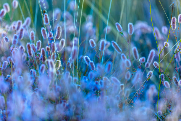 Foxtail grass on Vancouver Island, British Columbia