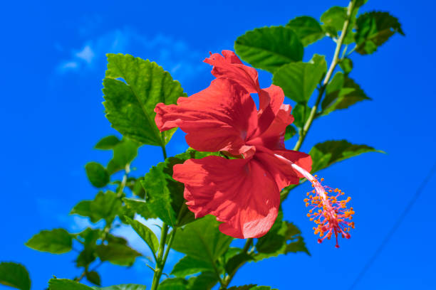istock Red China Rose With Green Leaves Branches on Blue Sky Background. 1245632886