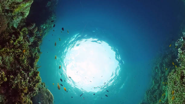 istock Coral reef with fish underwater. Bohol, Philippines 1245640688