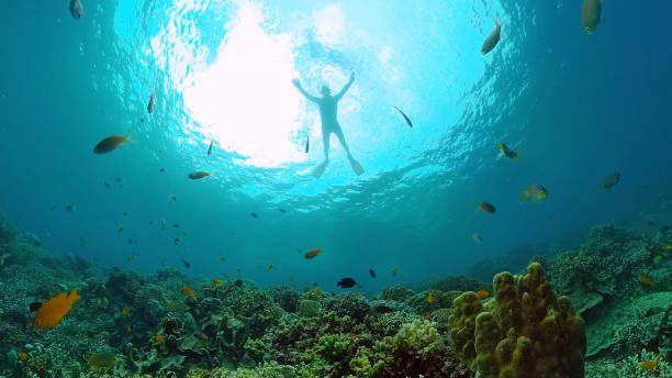 istock Coral reef and tropical fish. Panglao, Philippines 1245643272