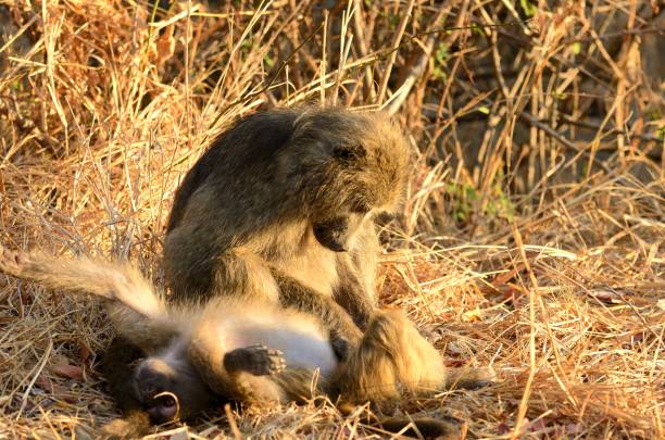 chacma baboon - kruger national park monkey baboon africa stock-fotos und bilder