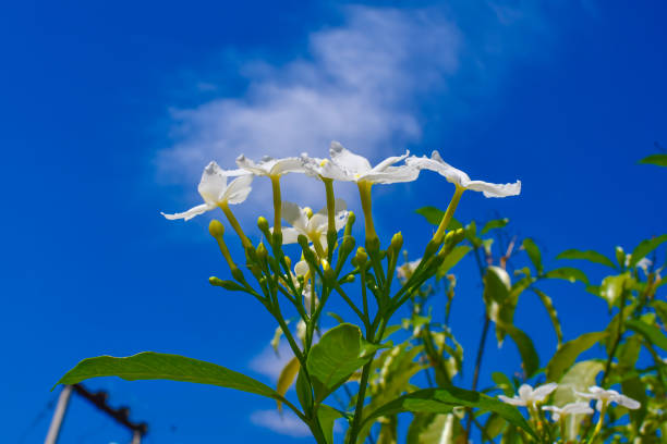 White Foal Foot Jasmine Flowers On Blue Sky Background.