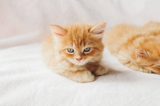 istock Sleepy cute Maine Coon kittens 1245646279