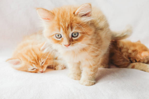 istock Sleepy cute Maine Coon kittens 1245646297
