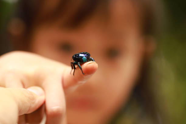 istock children's hands and a blue-green chafer. 1245670755