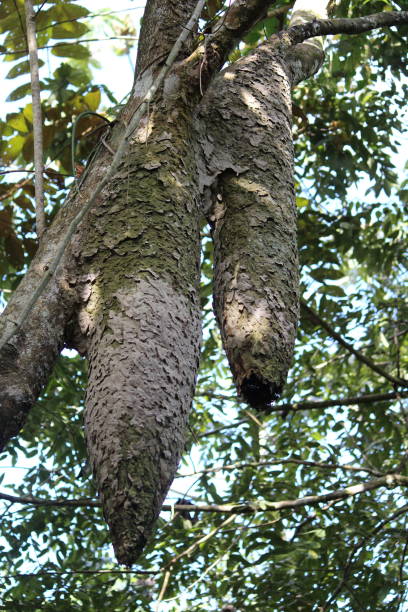 The creatures in the Gamboa Rainforst of Panama City, Panama Hummingbirds, termites, flowers, and plants in the rainforest of Gamboa, Panama termite mound stock pictures, royalty-free photos & images