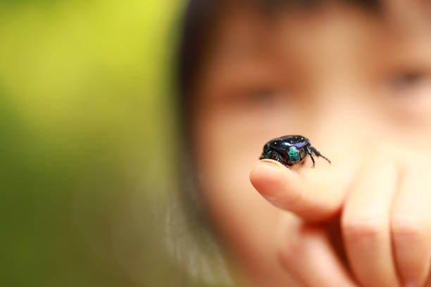 two smiling asian catching a blue-green chafer in a park. children's hands and a insect.