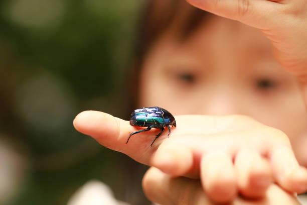 istock children's hands and a blue-green chafer. 1245673386