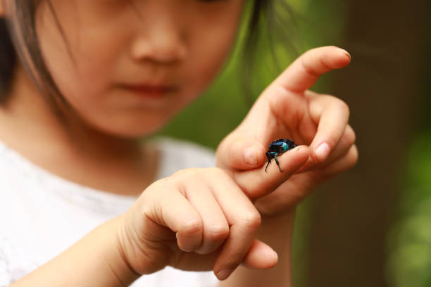 istock children's hands and a blue-green chafer. 1245676031