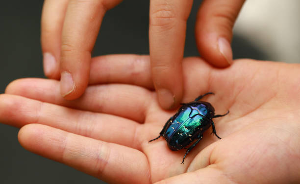 istock children's hands and a blue-green chafer. 1245676179