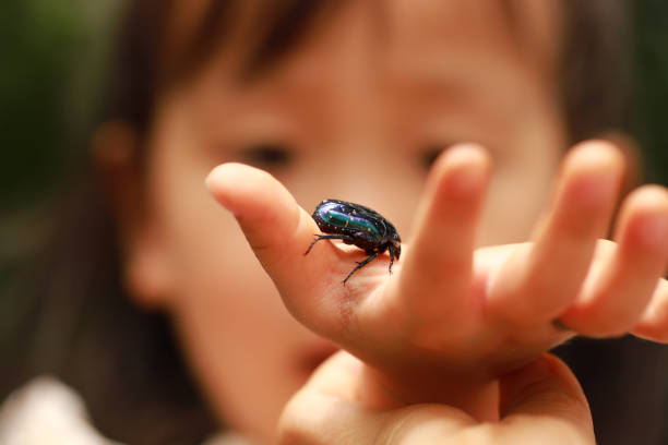istock children's hands and a blue-green chafer. 1245676237