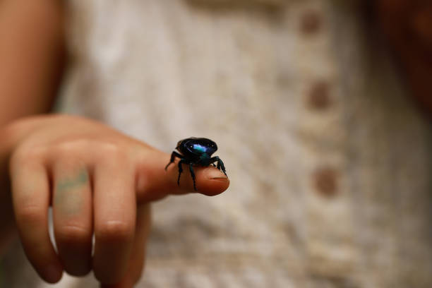 two smiling asian catching a blue-green chafer in a park. children's hands and a insect.