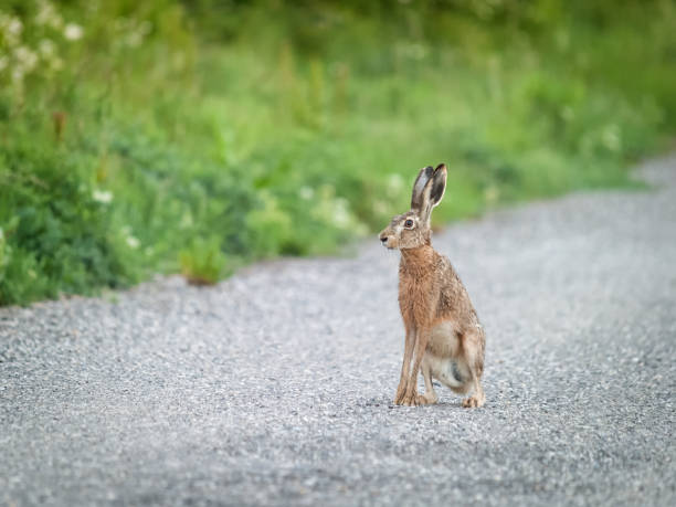 En hare sidder på en grusvej, der symboliserer Rabbit Road temaet