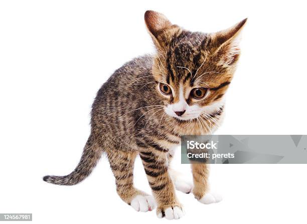 Surprised Kitten Stock Photo - Download Image Now - Animal, Brown, Close-up