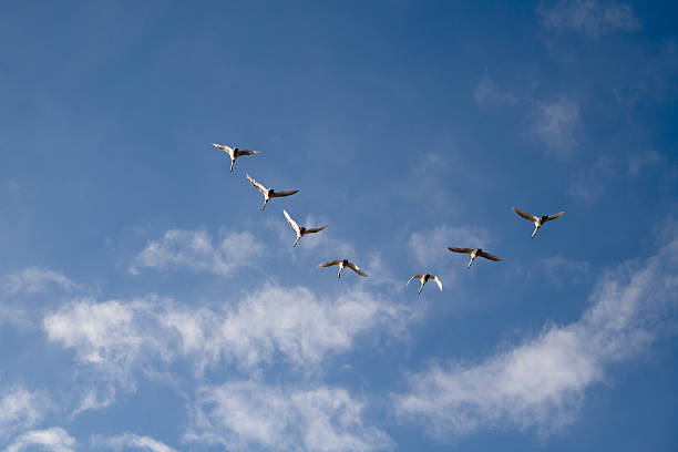 Swans in flight stock photo