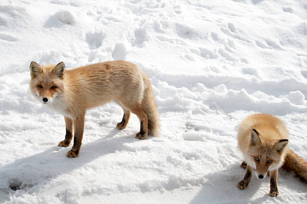 curious winter foxes stock photo