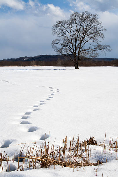 Footsteps in snow stock photo