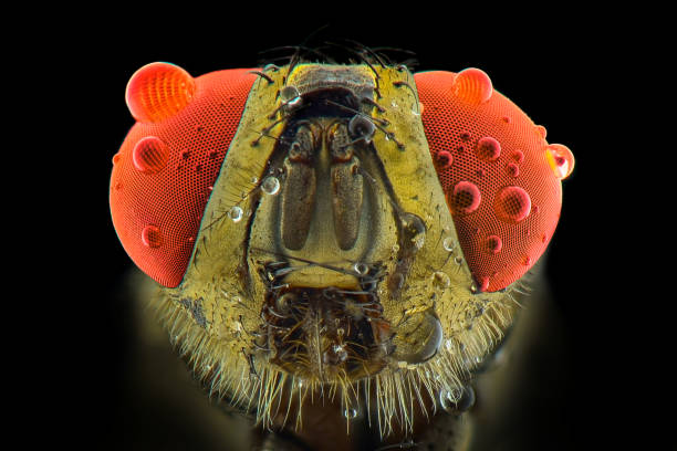 istock Houseflies extreme closeup 1245682338