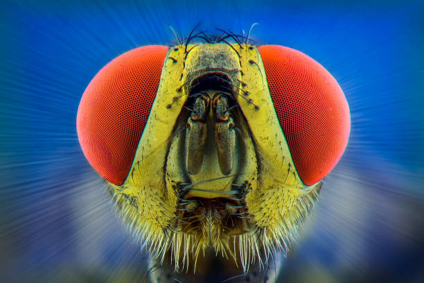 istock Houseflies extreme closeup 1245682342