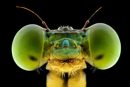 Damesel fly extreme closeup