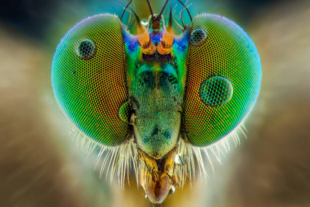 istock Long leg extreme closeup 1245684435