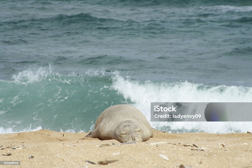 Hawaiian Monk Seal on beach Hawaiian monk seals are one of the most endangered species in the world.  Here one is sleeping on the beach in Kauai Hawaii. Animals In The Wild Stock Photo